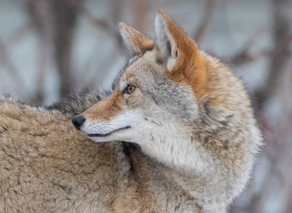 Close Headshot Coyote Looking Its Shoulder — Stock Photo, Image