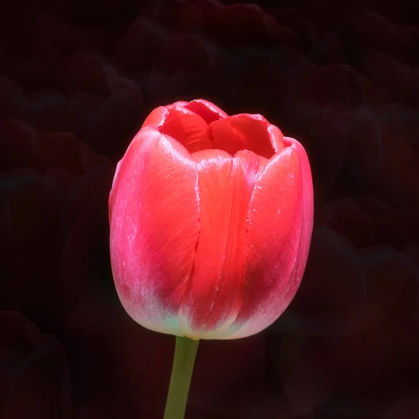 Tulipán Rojo Sobre Fondo Negro Profundo — Foto de Stock