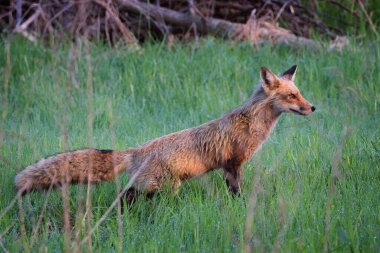 Kızıl Tilki çim tarlasında avlanıyor