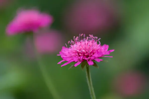 Розовые Цветы Зеленом Размытом Фоне — стоковое фото