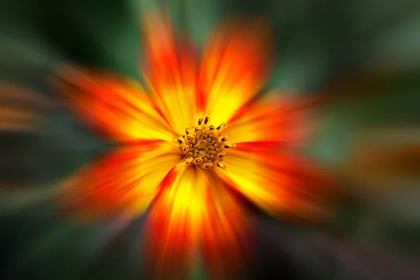 Red Yellow Flower Zoom Photo — Stock Photo, Image