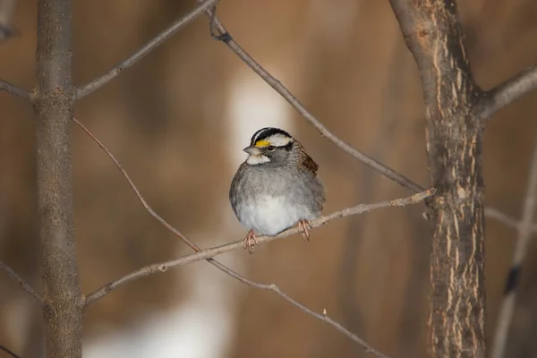 Sparrow Gât Alb Interiorul Ramurilor Copacilor — Fotografie, imagine de stoc