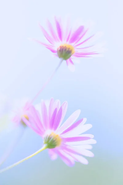 Zachte Roze Bloemen Van Onderen Bekeken — Stockfoto