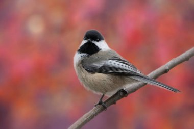 Siyah başlıklı Chickadee sonbahar turuncu pembe arka planına karşı
