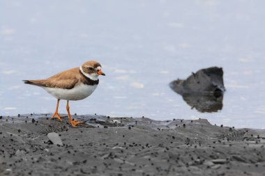 Close up of Semipalmated Plover walking on rock at low tide clipart