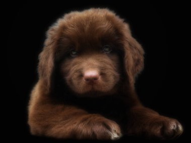 Newfoundland köpek yavrusunun kameraya bakan portresini kapat.