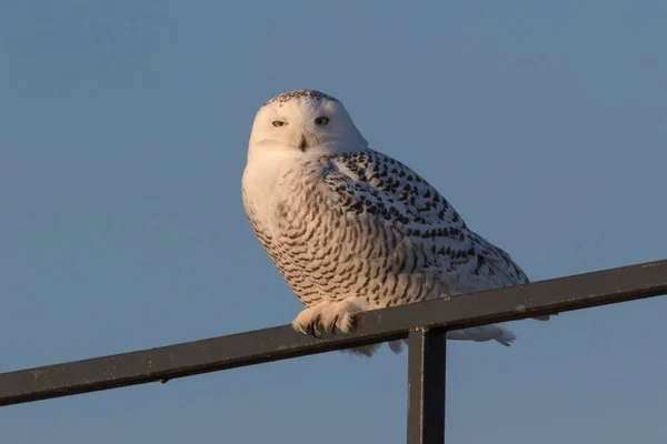 Close Snowy Owl Perched Black Steel Fence Blue Sky — Stock Photo, Image