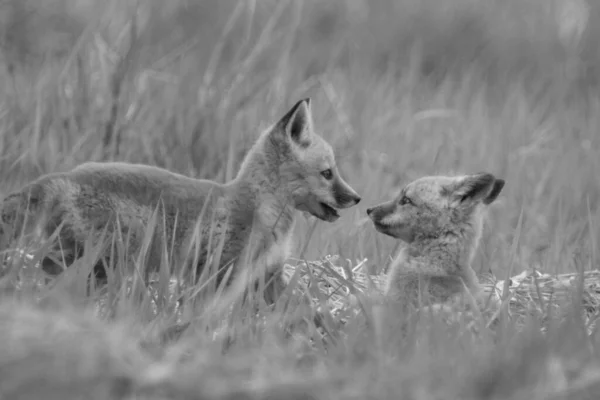 Photo Gros Plan Noir Blanc Deux Petits Renards Face Face — Photo