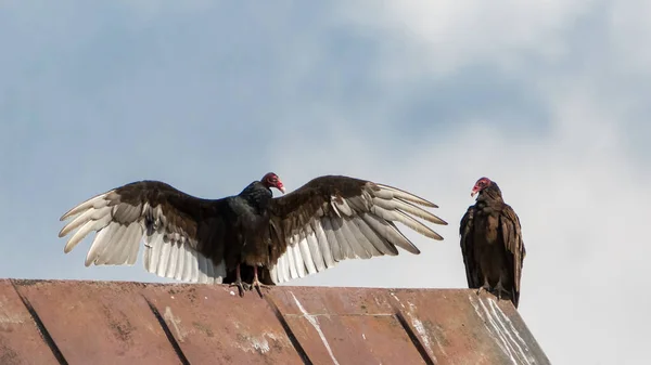 Dos Pájaros Buitre Turquía Relación Entre Techo Granero — Foto de Stock