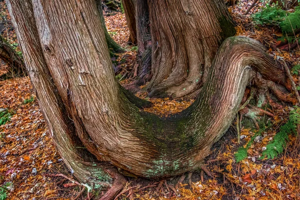 雪松树干表面形态和质感 — 图库照片
