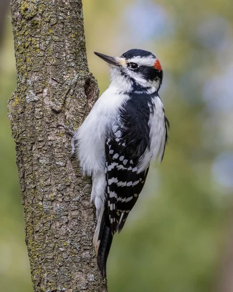 Primer Plano Pájaro Carpintero Peludo Trepando Árbol Sobre Fondo Verde —  Fotos de Stock