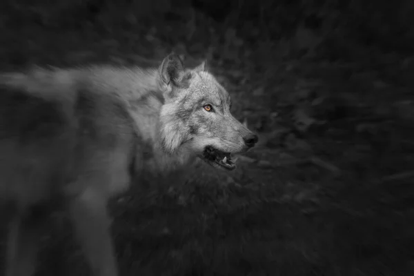 Lobo Gris Intimidante Mostrando Dientes Mirando Fijamente —  Fotos de Stock