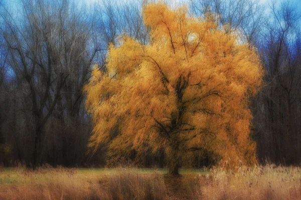 Sárga Síró Fűzfa Ősszel Egy Mezőn Közel Erdő Kék Mögött — Stock Fotó