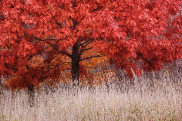 Κόκκινο Oak Χρωματιστά Φύλλα Φθινόπωρο Στο Γρασίδι Τομέα — Φωτογραφία Αρχείου