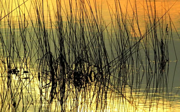 Gyllene Solnedgångs Vatten Ogräs Och Reflektion — Stockfoto