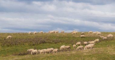 Yamaçta otlayan koyun sürüsü.