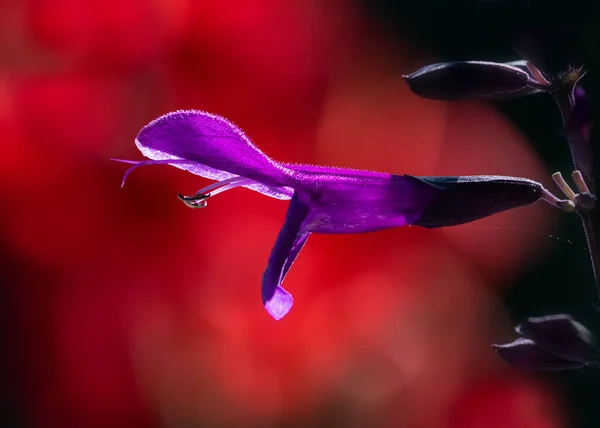 Backlit Salvie Floare Violet Fundal Roșu — Fotografie, imagine de stoc