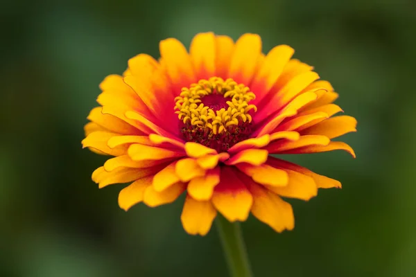 Červené Žluté Časté Zinnia Zblízka — Stock fotografie