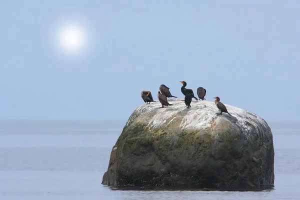 Cormoranes Pájaros Roca Agua Bajo Sol Brillante —  Fotos de Stock