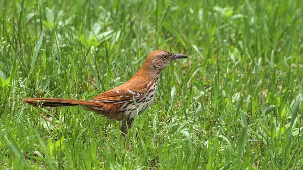 Zblízka Rufous Brown Thrasher Pták Kráčející Zelené Trávě — Stock fotografie
