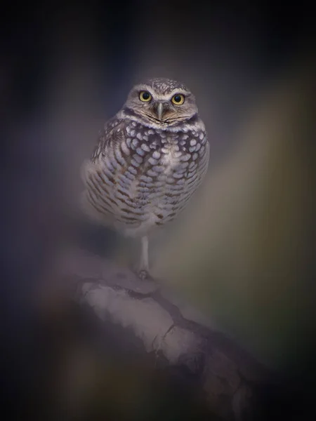 Κοντινό Πλάνο Του Burrowing Owl Στέκεται Στο Ένα Πόδι Στο — Φωτογραφία Αρχείου