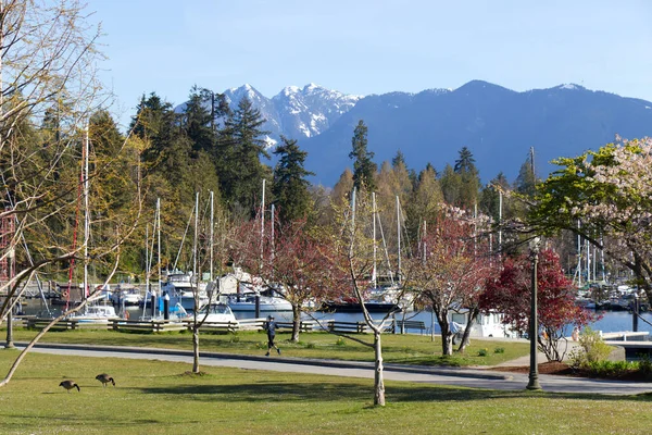 Devonian Harbour Park Vancouver Solig Dag Med Stanley Park Och — Stockfoto