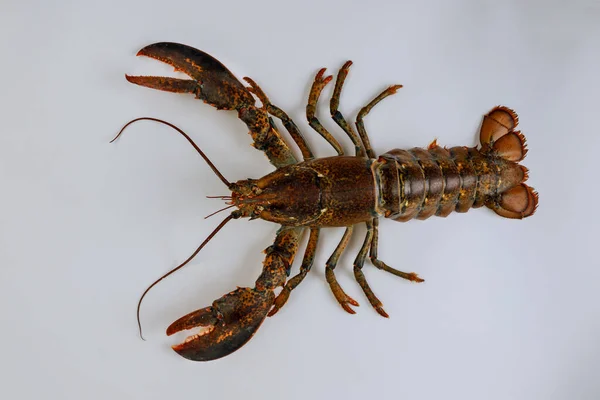 Lobster Coklat Hidup Terisolasi Pada Latar Belakang Putih Tampilan Atas — Stok Foto