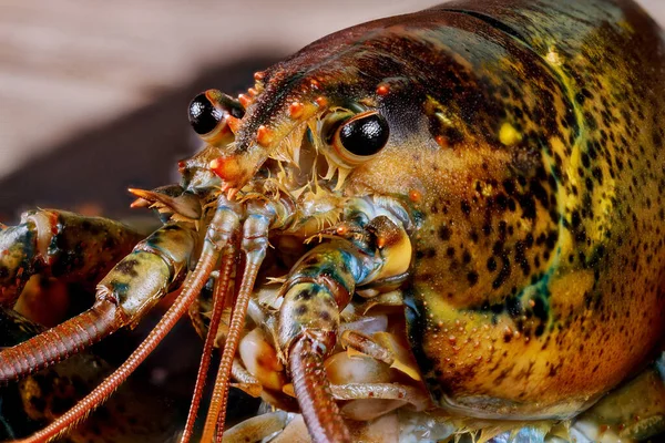 Wajah Lucu Dari Lobster Hidup Lucu Dengan Rincian Tembakkan Makro — Stok Foto