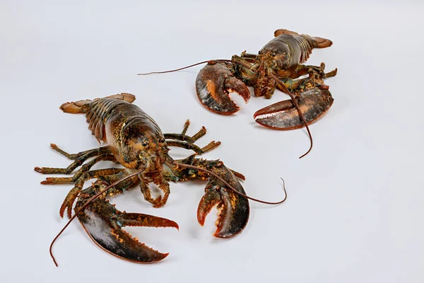 Homards Encore Vivants Isolés Sur Fond Blanc Concept Fruits Mer — Photo