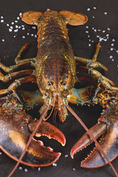 Lobster Hidup Dengan Antena Dan Rincian Papan Tulis Tembakkan Makro — Stok Foto