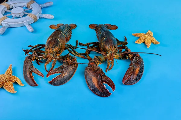 Lobster Besar Margasatwa Dengan Bintang Laut Latar Belakang Biru — Stok Foto