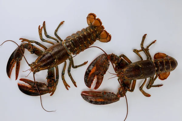 Masih Hidup Lobster Terisolasi Pada Latar Belakang Putih Tampilan Atas — Stok Foto