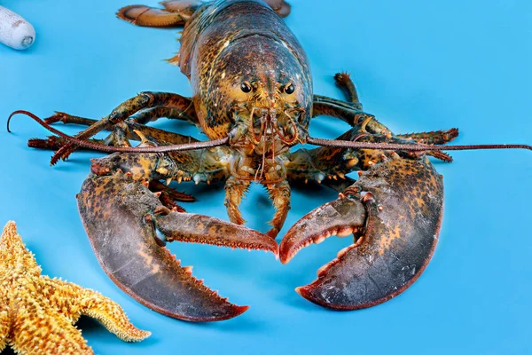 Bisnis Perikanan Lobster Liar Hidup Tertangkap Dengan Bintang Laut Latar — Stok Foto