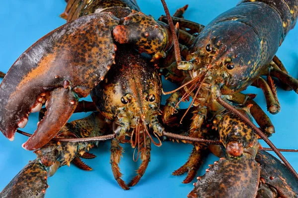Dua Hidup Ramah Lobster Latar Belakang Biru — Stok Foto