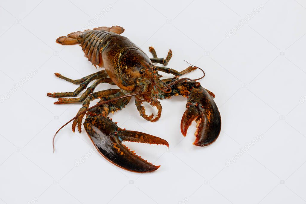 Brown big live lobster on white isolated background.