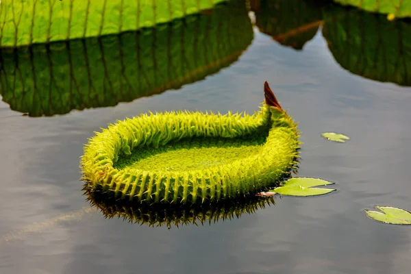 ビクトリアアマゾニカは水面に葉 植物概念 — ストック写真