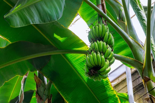 Banana plantain tree with green unripe bananas.