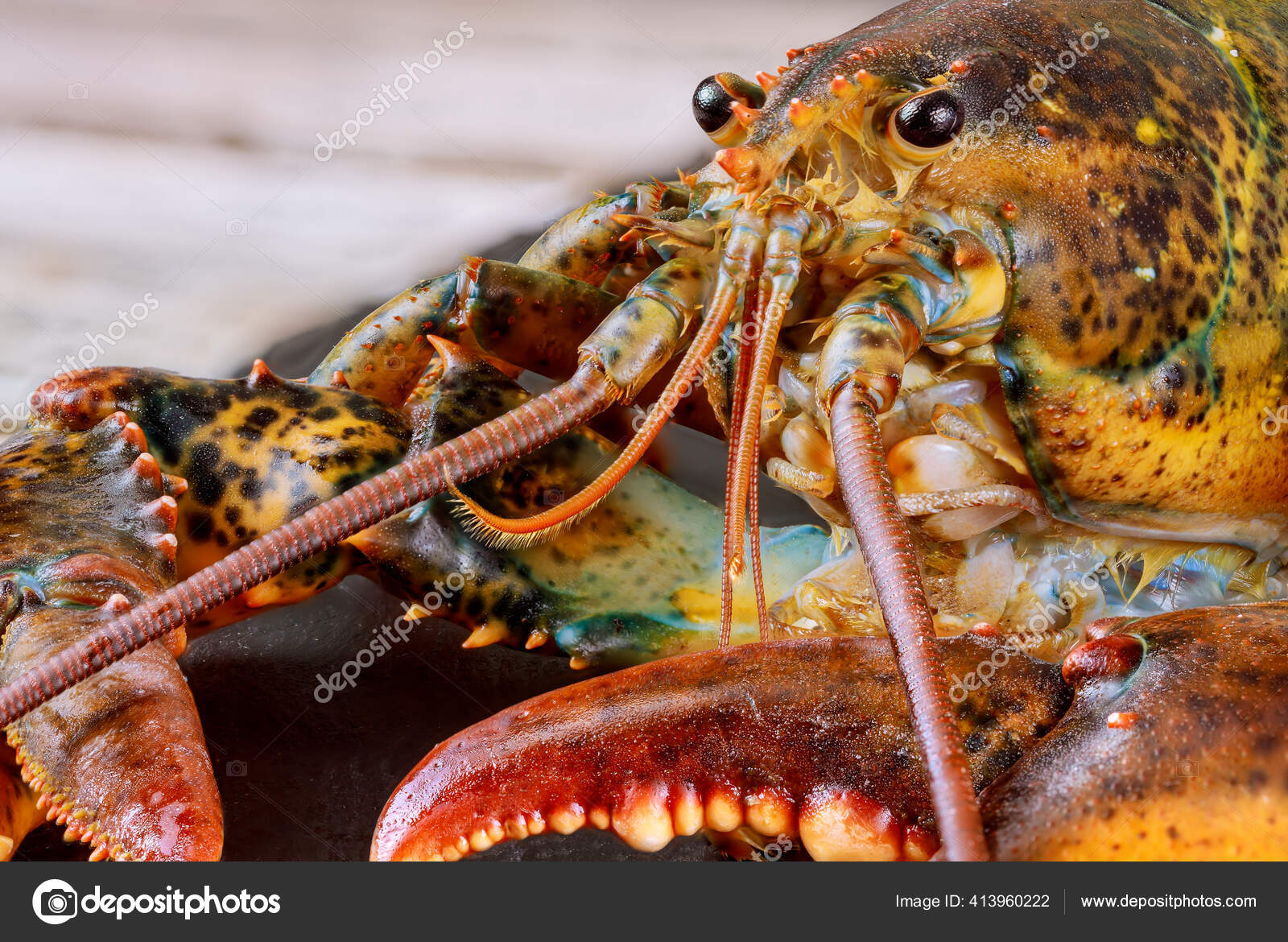 Levende Hummer Med Søtt Levende Hummer Med Detaljer Makroskudd – stockfoto  © tastyfood #413960222, image size:1600x1170