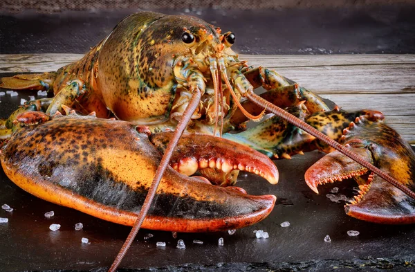 Wajah Dan Cakar Hidup Lobster Dengan Rincian Tembakkan Makro — Stok Foto