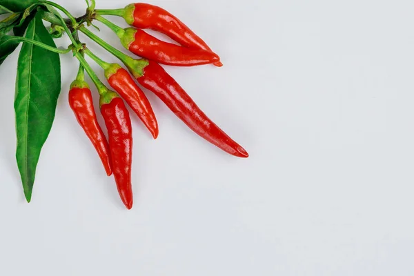 Rote Chilischote Mit Isolierten Blättern Auf Weißem Hintergrund — Stockfoto