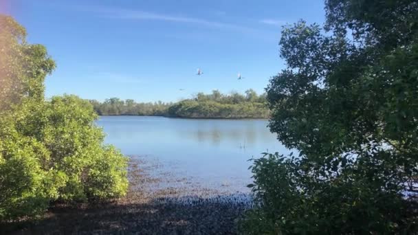 Pássaro Branco Voar Sobre Lago Azul Rodeado Árvores Verdes — Vídeo de Stock