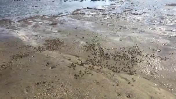 Soldier Crabs Marching Sandy Beach — Stock Video