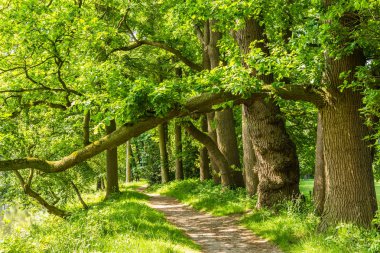 Eski kahverengi kayın ağaçlarının