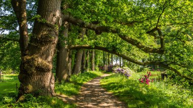 Eski kahverengi kayın ağaçlarının
