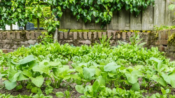 Färska grönsaker växter — Stockfoto