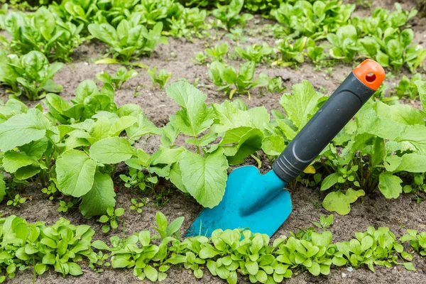 Een primeur in de moestuin — Stockfoto