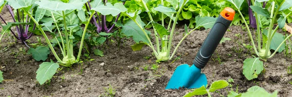 A scoop in the vegetable garden — Stock Photo, Image