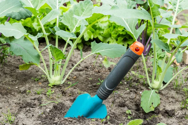 Sebuah sendok di kebun sayuran — Stok Foto