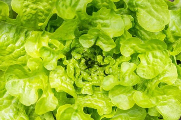 Frischer grüner Salat — Stockfoto