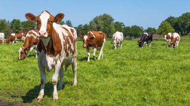 Curious  brown cows in the field clipart